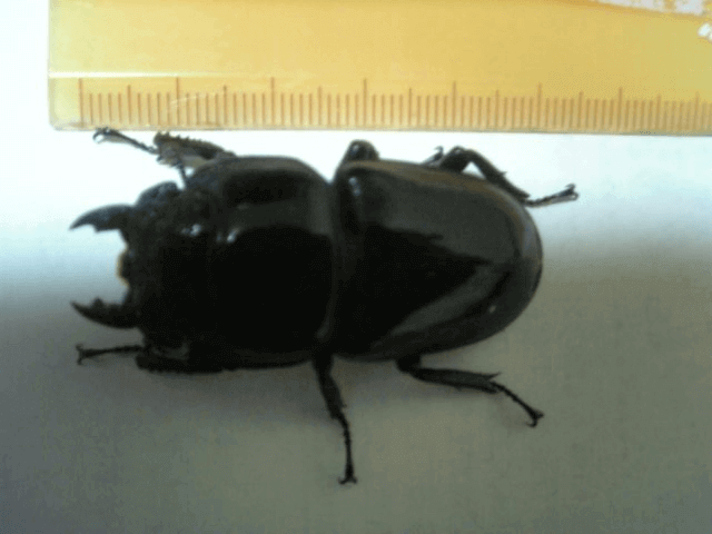 スマトラオオヒラタクワガタ　アチェ