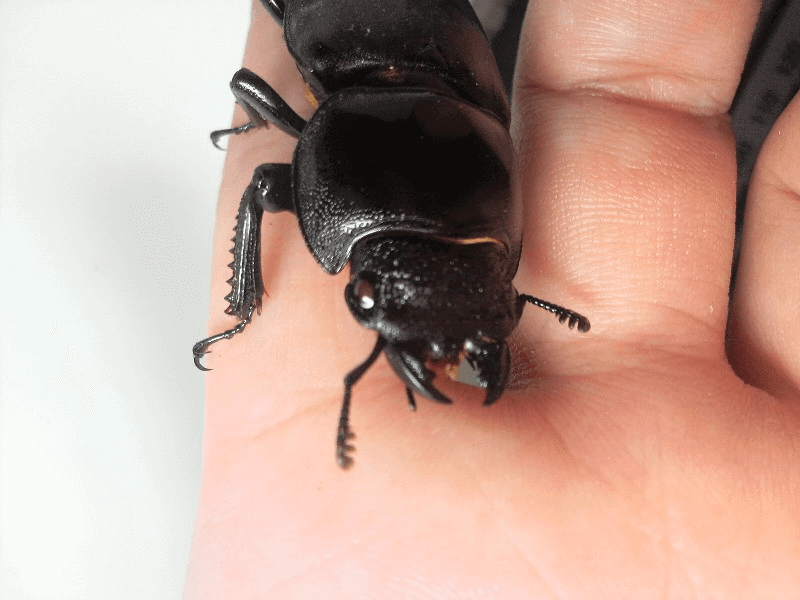 パラワンオオヒラタクワガタ　レッドアイ