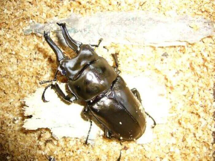 ローゼンベルグオウゴンオニクワガタ