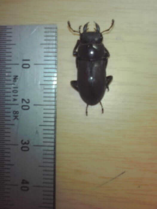 国産コクワガタ