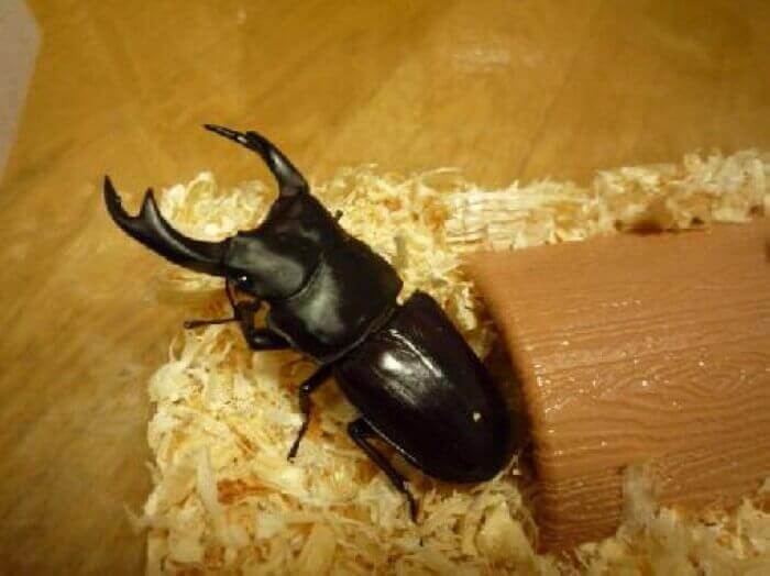 国産オオクワガタ　兵庫県