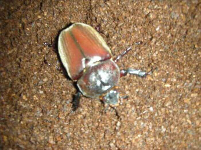 国産カブトムシ レッド