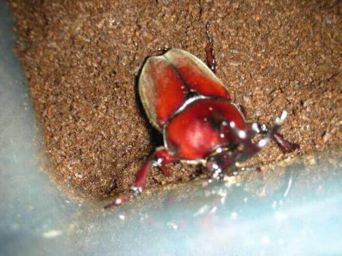 国産カブトムシ　レッド