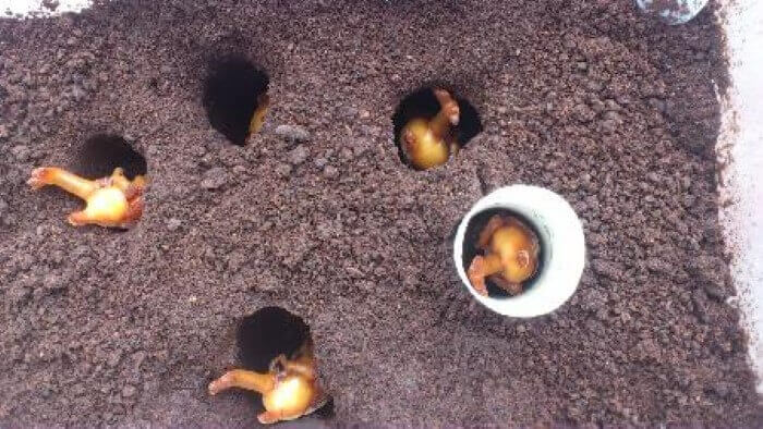 国産カブトムシ