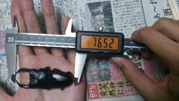 国産オオクワガタ 兵庫肝川