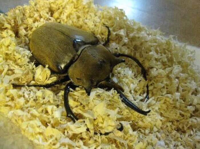 エレファスゾウカブト