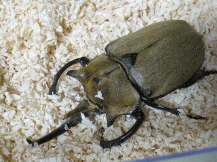 エレファスゾウカブト