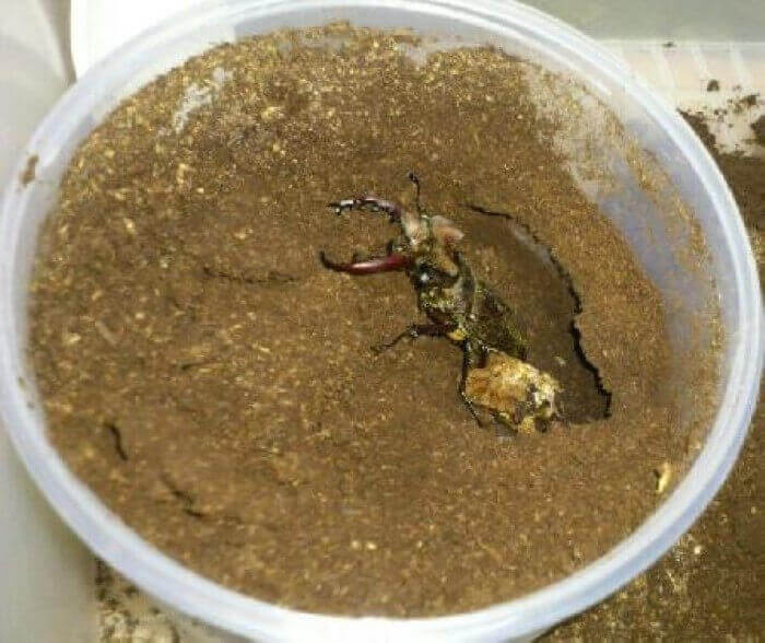 国産オオクワガタ 香川