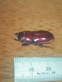 ハチジョウヒラタクワガタ　（Ｂ型）