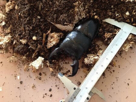 スマトラオオヒラタクワガタ