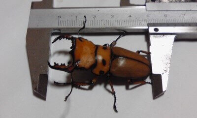 メリーメンガタクワガタ　F2