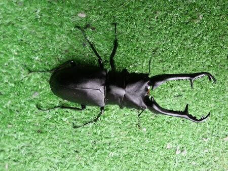 ギラファノコギリクワガタ　フローレス