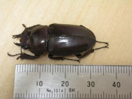 国産ノコギリクワガタ