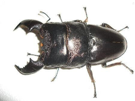 スマトラオオヒラタクワガタ　アチェ