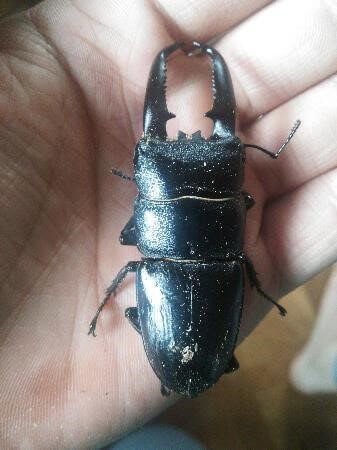 ツシマヒラタクワガタ