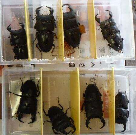 ダイオウヒタラクワガタ