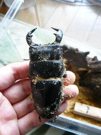 ダイオウヒタラクワガタ