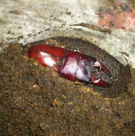 国産ヒラタクワガタ