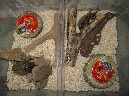 ギアスポリオンゾウカブト