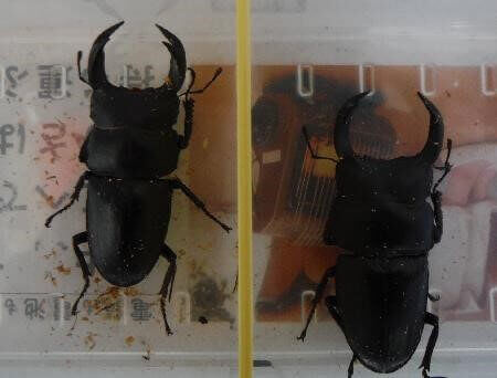 国産オオクワガタ　久留米