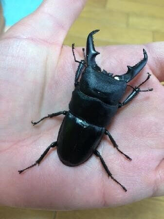 国産ヒラタクワガタ