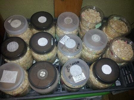 ギラファノコギリクワガタ　フローレス