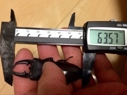 国産ヒラタクワガタ