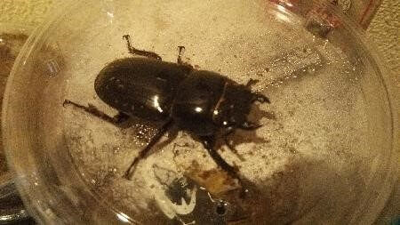 スマトラオオヒラタクワガタ