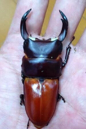 国産オオクワガタ　久留米