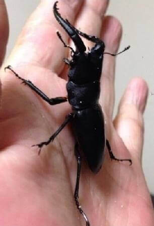 国産ノコギリクワガタ