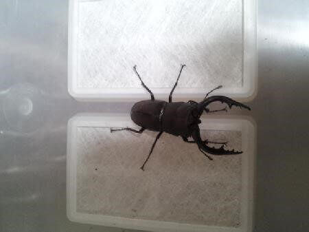 国産ノコギリクワガタ