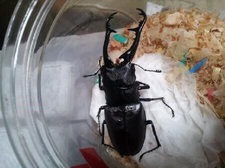 ギラファノコギリクワガタ　フローレス