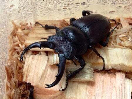 グアンクシィシカノコギリクワガタ