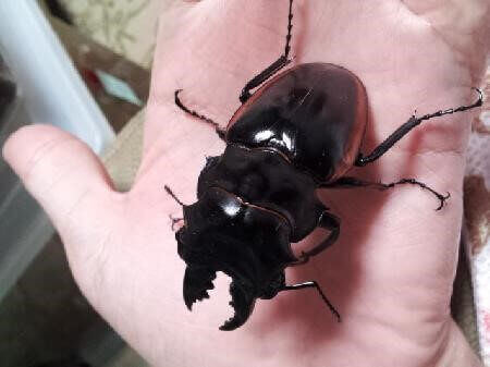 クベラツヤクワガタ