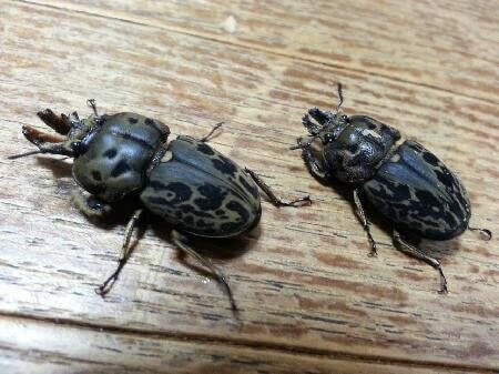 ムナコブクワガタ