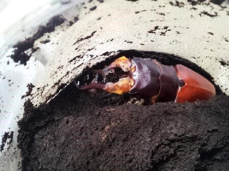 ギラファノコギリクワガタ　フローレス