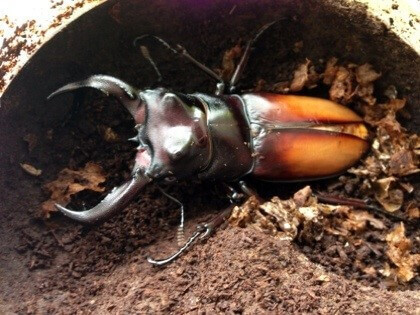 セアカフタマタクワガタ