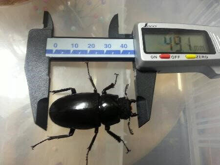 ギラファノコギリクワガタ フローレス