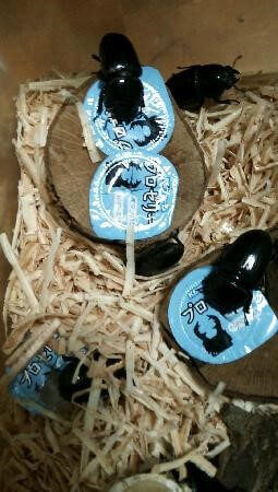 国産オオクワガタ