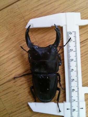 国産オオクワガタ 能勢