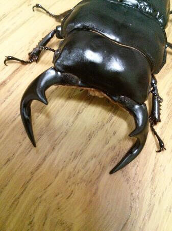 アンタエウスオオクワガタ インド