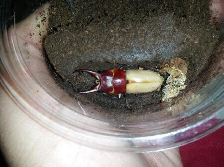 ブルイジンノコギリクワガタ