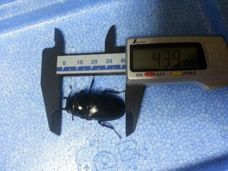 ギラファノコギリクワガタ　WWフローレス