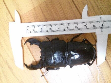 ジャンピアヌスヒラタクワガタ