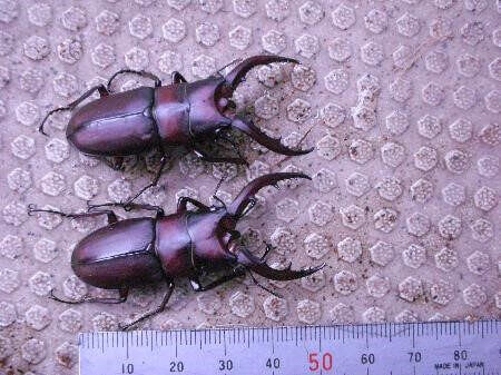 国産ノコギリクワガタ