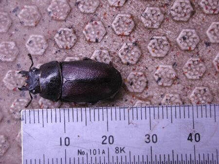 国産ノコギリクワガタ