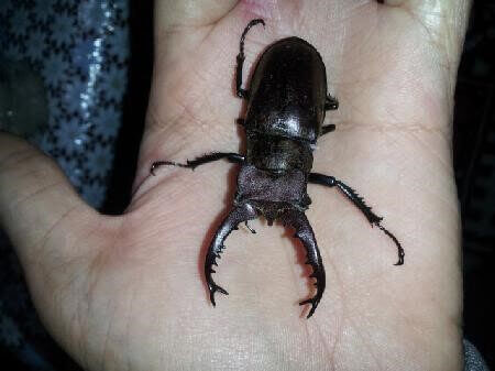 タカサゴミヤマクワガタ