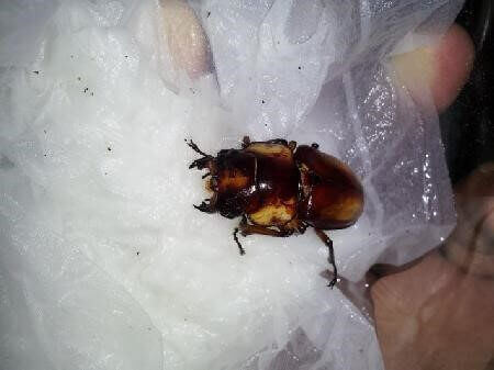 サバゲノコギリクワガタ