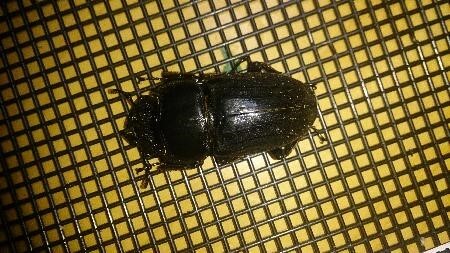 スマトラオオヒラタクワガタ