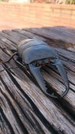 パラワンオオヒラタクワガタ